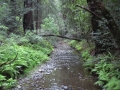 Muir Woods